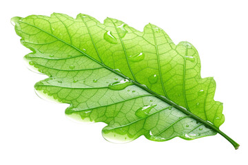 Transparent background with translucent gel-like leaf. Crystal. Glossy. Three-dimensional. 3DCG. Transparent Green.