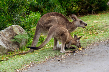 Eastern Grey Kangaroo (Macropus giganteus) with joey on grassy field © Tara