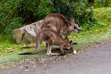 Eastern Grey Kangaroo (Macropus giganteus) with joey on grassy field © Tara