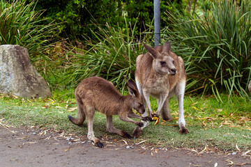 Eastern Grey Kangaroo (Macropus giganteus) with joey on grassy field © Tara
