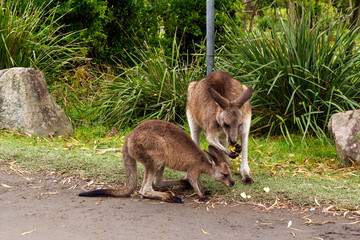 Eastern Grey Kangaroo (Macropus giganteus) with joey on grassy field © Tara