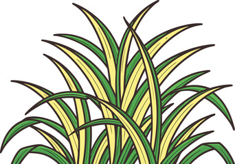 Fototapeta premium Realistic Sugarcane Crop Illustration. Sugarcane Plant Illustration in Natural Style. Detailed Sugarcane Crop Artwork. Fresh Sugarcane Field Illustration. Natural Agricultural Sugarcane Plant Design