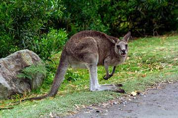Eastern Grey Kangaroo (Macropus giganteus) © Tara
