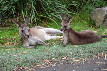 Eastern Grey Kangaroos resting