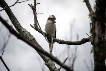 Kookaburra on a Bare Branch