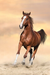 Red horse free run in desert