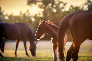 Mare with foal portrait