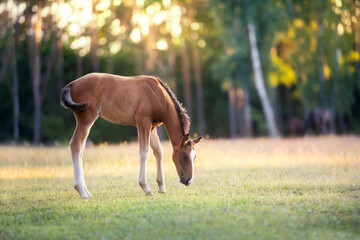 Beautiful red foal grazing on pasture at sunrise