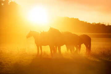 Amazing view of sunset and horses