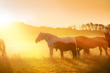 Amazing view of sunset and horses