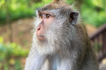 Obraz premium Ubud Indonesia 15 11 2025 - Monkey resting in a park surrounded by lush green vegetation, reflecting the natural wildlife of Bali.