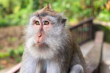 Ubud Indonesia 15 11 2025 - Monkey resting in a park surrounded by lush green vegetation, reflecting the natural wildlife of Bali.