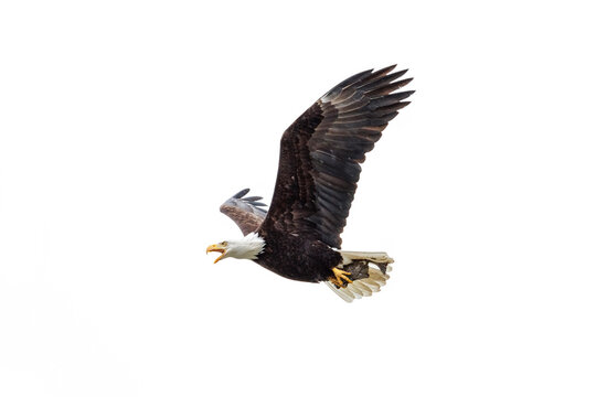 Bald eagle bird