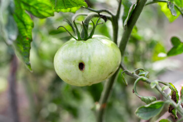 A diseased green unripe tomato with a hole in the flesh made by a pest.