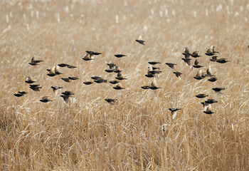 European Starling bird