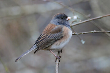 Dark-eyed junco