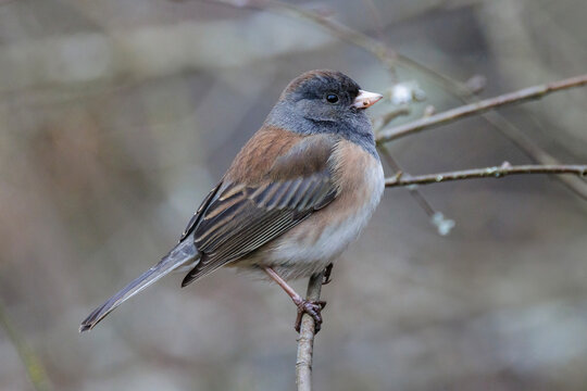Dark-eyed junco