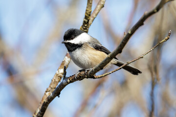 Black-capped chickadee bird © Feng Yu
