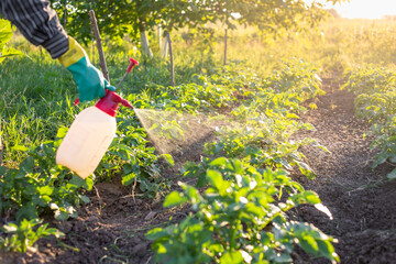 Fototapeta premium A gardener sprays plants in a garden with a hand-held garden sprayer, dispersing the spray into the air.