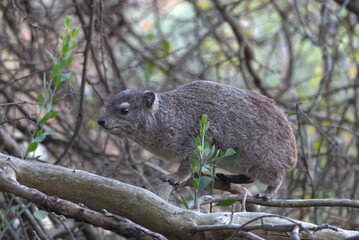 Rock Hyrax (Procavia capensis). Taken in Blyde River Canyon Nature Reserve, South Africa.