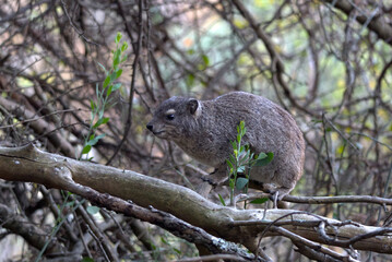 Obraz premium Rock Hyrax (Procavia capensis). Taken in Blyde River Canyon Nature Reserve, South Africa.