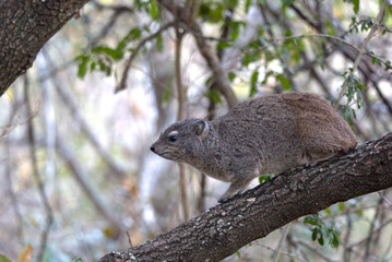 Rock Hyrax (Procavia capensis). Taken in Blyde River Canyon Nature Reserve, South Africa.