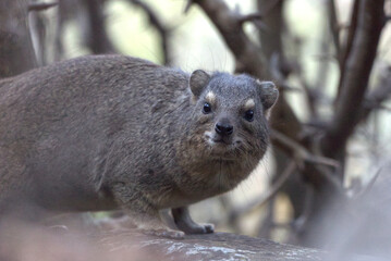 Rock Hyrax (Procavia capensis). Taken in Blyde River Canyon Nature Reserve, South Africa.