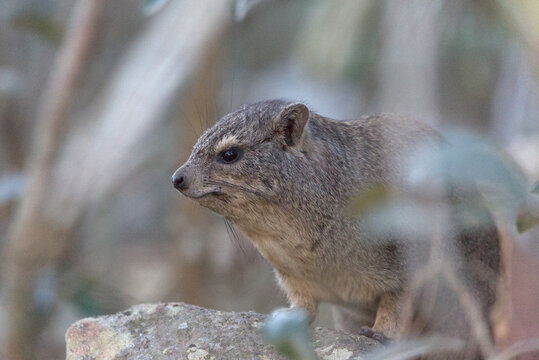 Rock Hyrax (Procavia capensis). Taken in Blyde River Canyon Nature Reserve, South Africa.