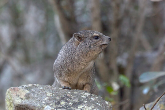 Rock Hyrax (Procavia capensis). Taken in Blyde River Canyon Nature Reserve, South Africa.