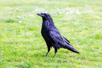Common raven bird