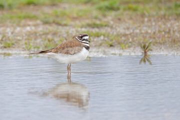 Killdeer bird