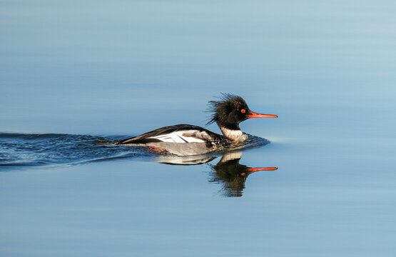 Red breasted Merganser bird