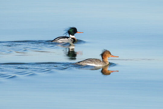 Red breasted Merganser bird