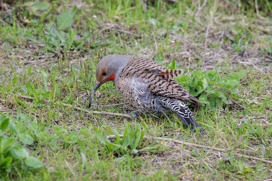 Avian Keratin Disorder bird northern flicker