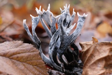Amazing litte mushroom looks like  branches - Xylaria hypoxylon