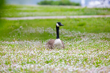 Canada goose