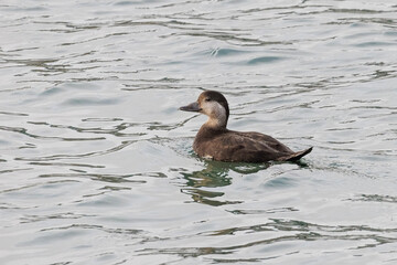 Black scoter bird