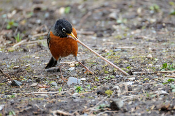 American robin bird