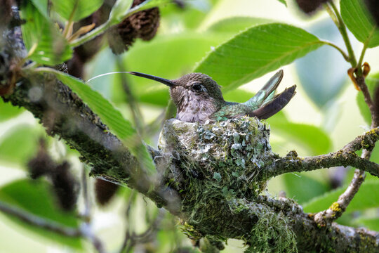 Anna's hummingbird nest