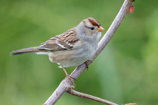 White-crowned sparrow