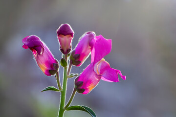 Obraz premium Garden snapdragon flower isolated in nature background. Purple flowers in bloom. Copy space. Antirrhinum majus