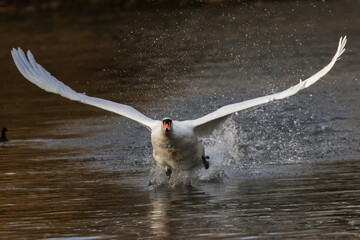 Mute Swan Taking Off From A Lake - 241C9722