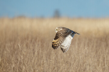 Short-eared owl