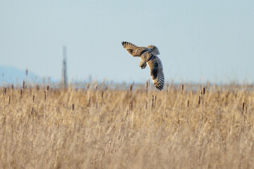 Short-eared owl