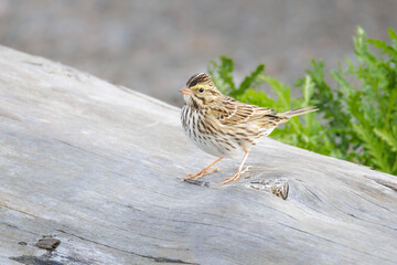 Savannah sparrow bird