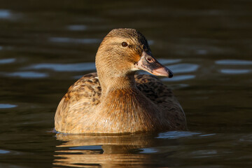 Mallard Duck Hen On Lake - 241C9631