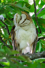 Barn owl bird