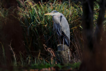 Grey Heron On Wooden Post - 241C0493