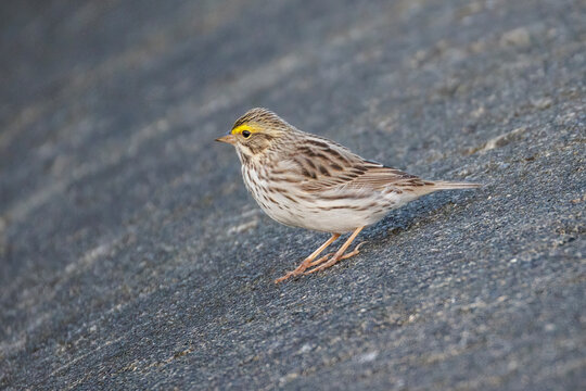 Savannah sparrow bird