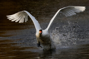 Mute Swan Taking Off From A Lake - 241C9721